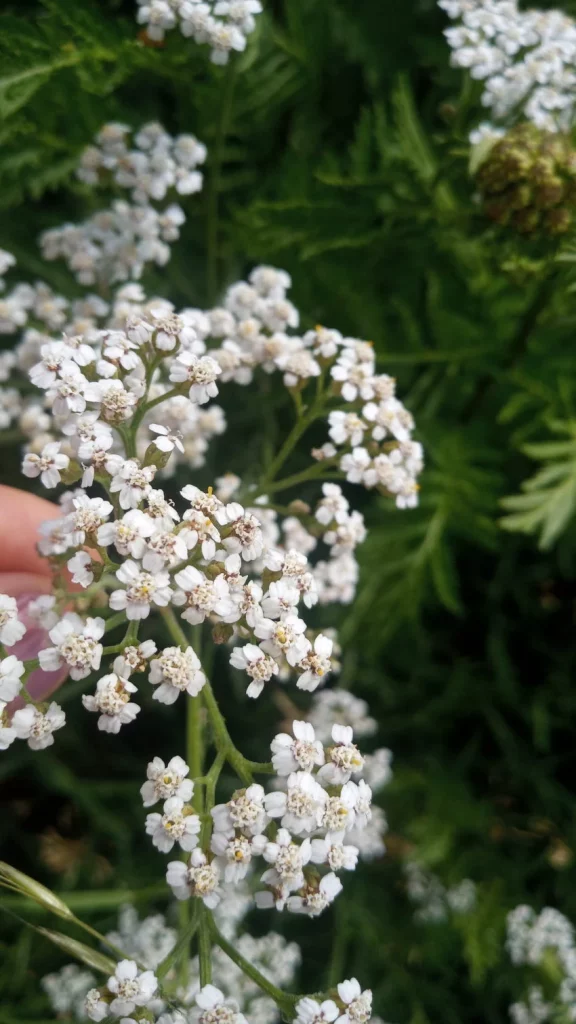 Jak rozpoznać krwawnik