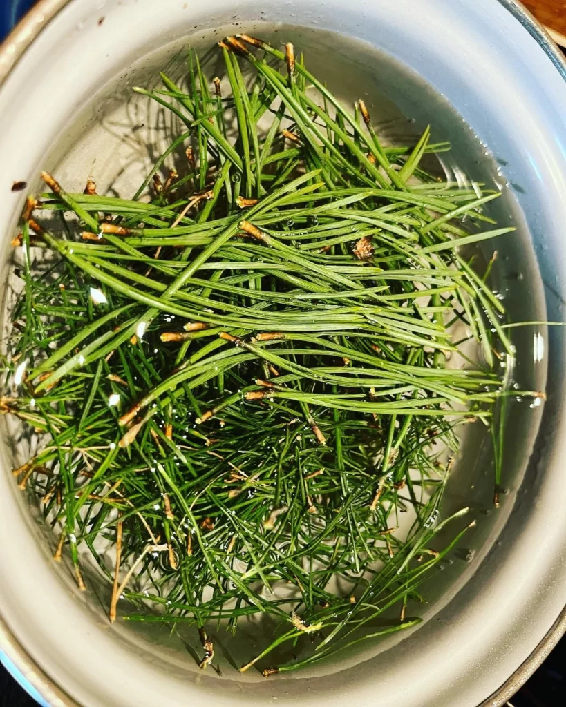 Co zrobić z choinka po świętach ? Wywar z igieł sosny.